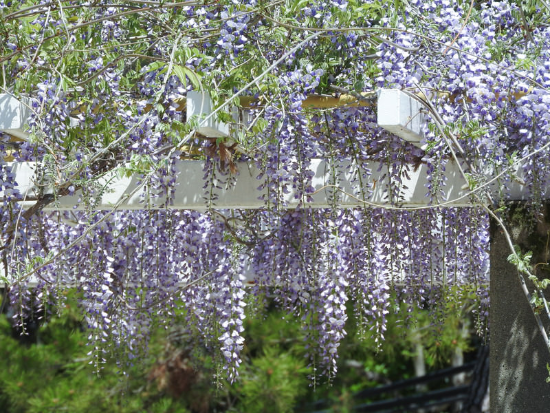 ガーデニングの花